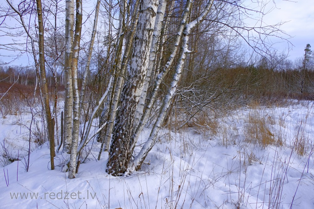 Birch Trunk in Winter