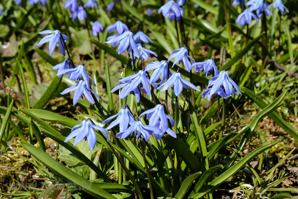 Siberian squill