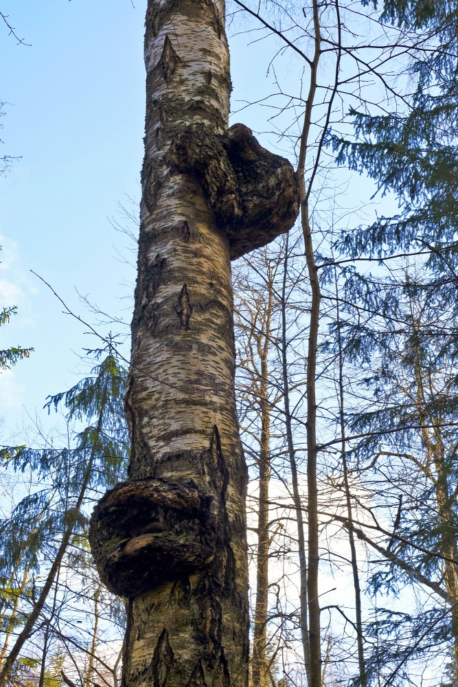 Two Burl On Birch Trunk