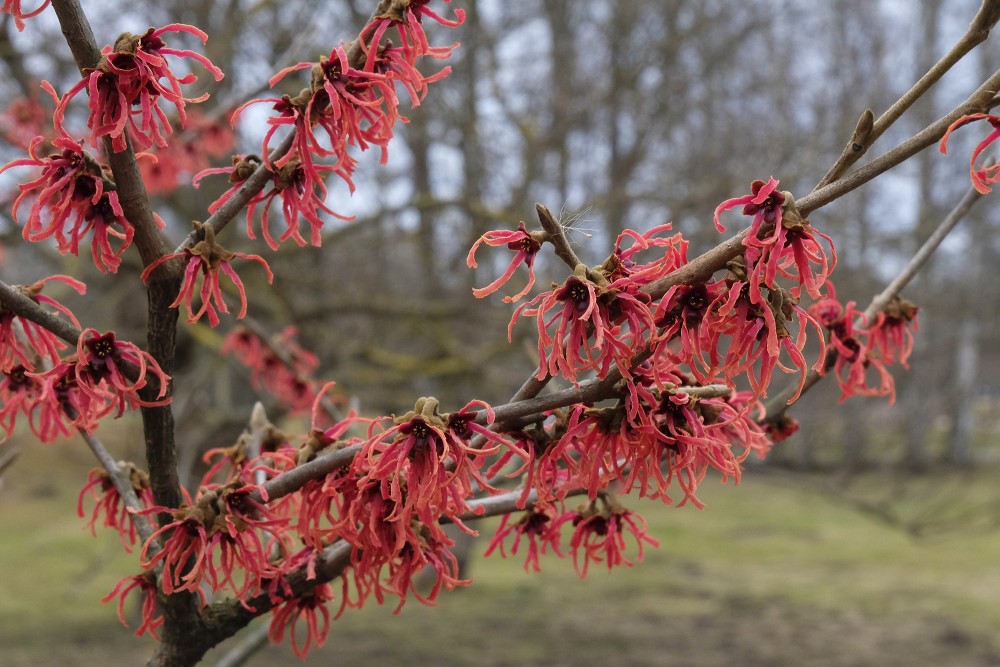 Ruby Glow Witchhazel in Victory Park
