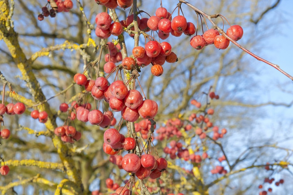 An apple tree with apples in winter