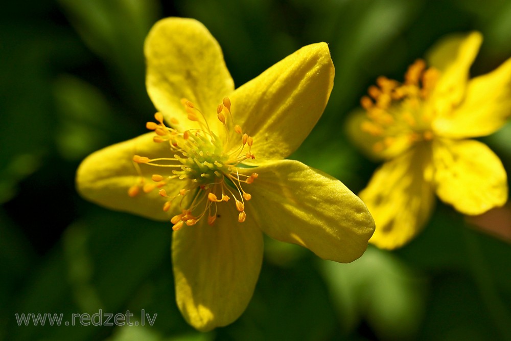 Close-up Of Yellow Anemone Flower