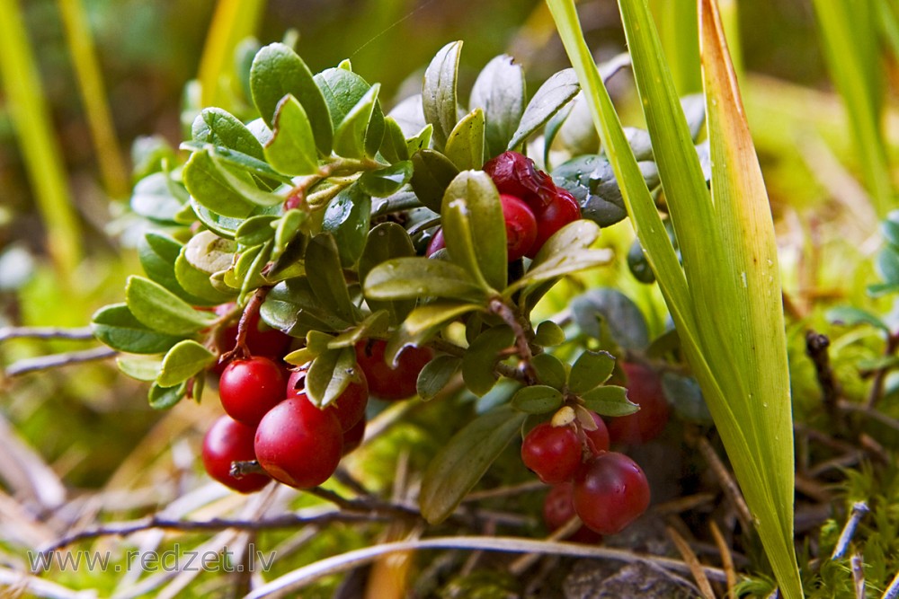 Ripe lingonberries