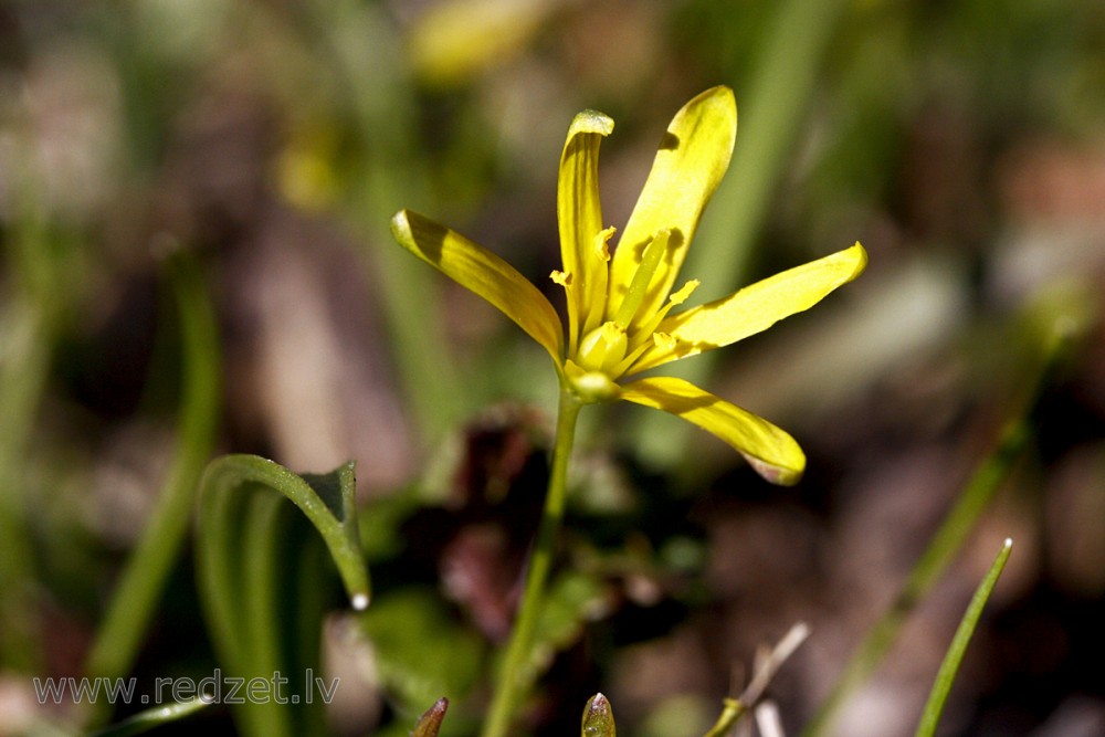 Yellow star-of-Bethlehem