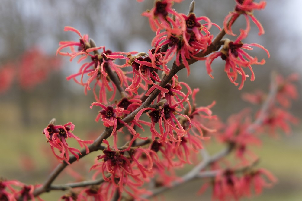 Ruby Glow Witchhazel Flowers in Victory Park