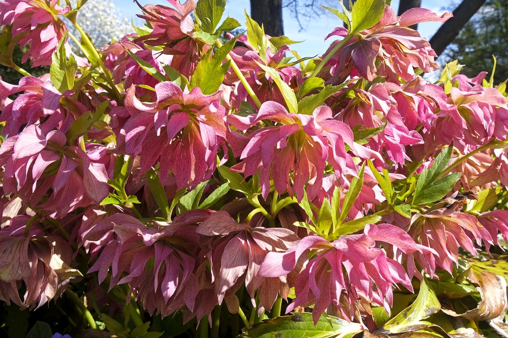 Hellebore 'SP Elly' in Botanical Garden of University of Latvia