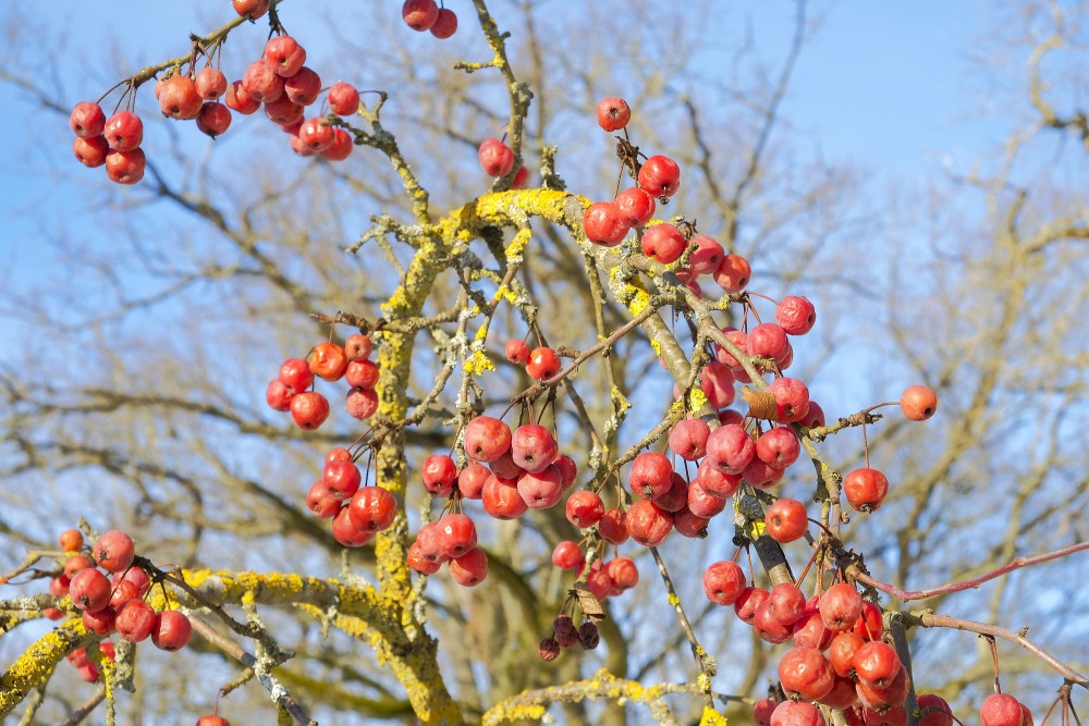 An apple tree with apples in winter