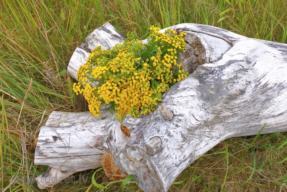 Tansy in old tree trunk