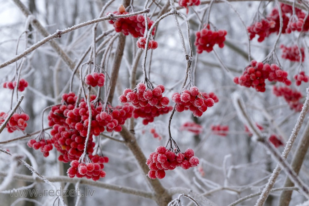 Frosted Guelder Rose Fruits