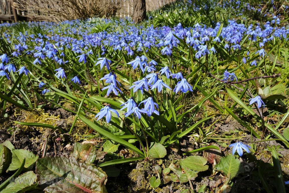 Siberian squill