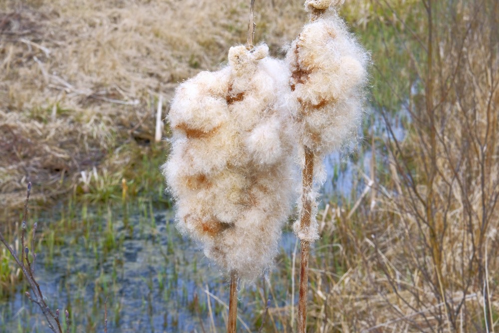 Iepriekšējā gada Vilkvālītes pavasarī Iepriekšējā gada Vilkvālītes pavasarī
