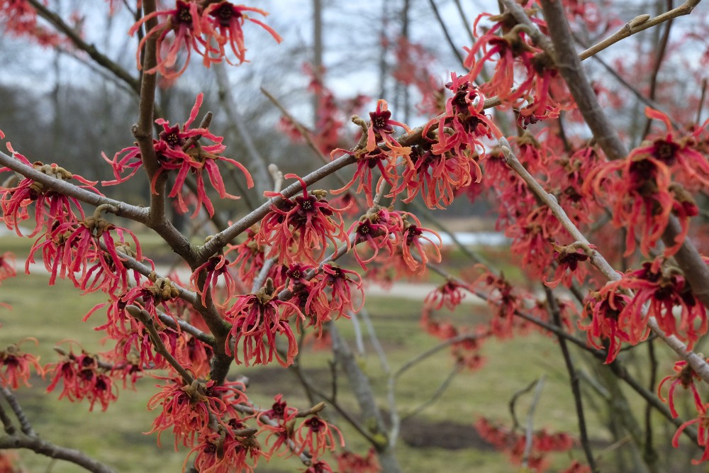 Flowering Witch Hazel 'Ruby Glow' in Victory Park