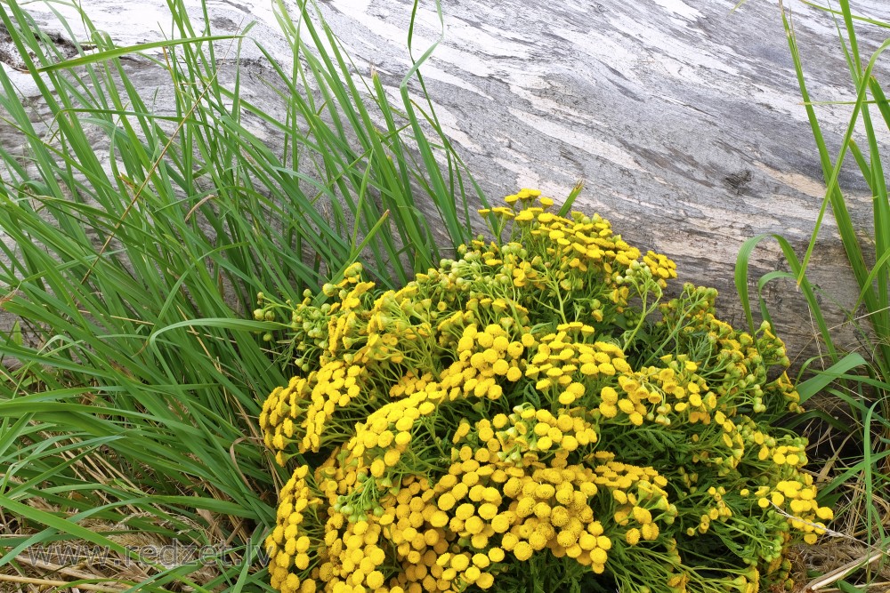 Tansy bouquet