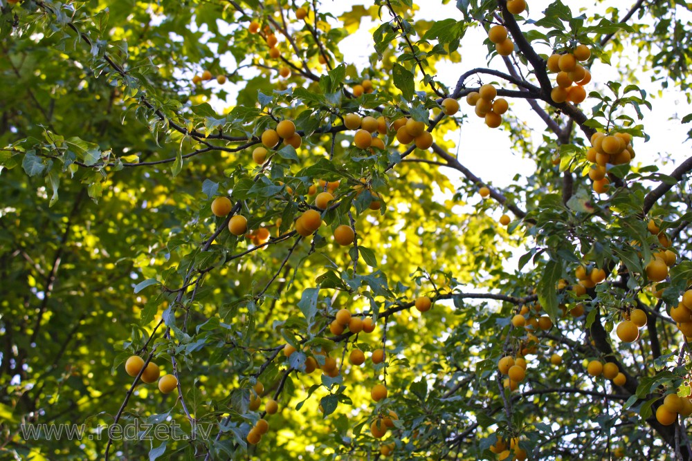 Kaukāza plūme jeb aliča (Prunus cerasifera var. divaricata)