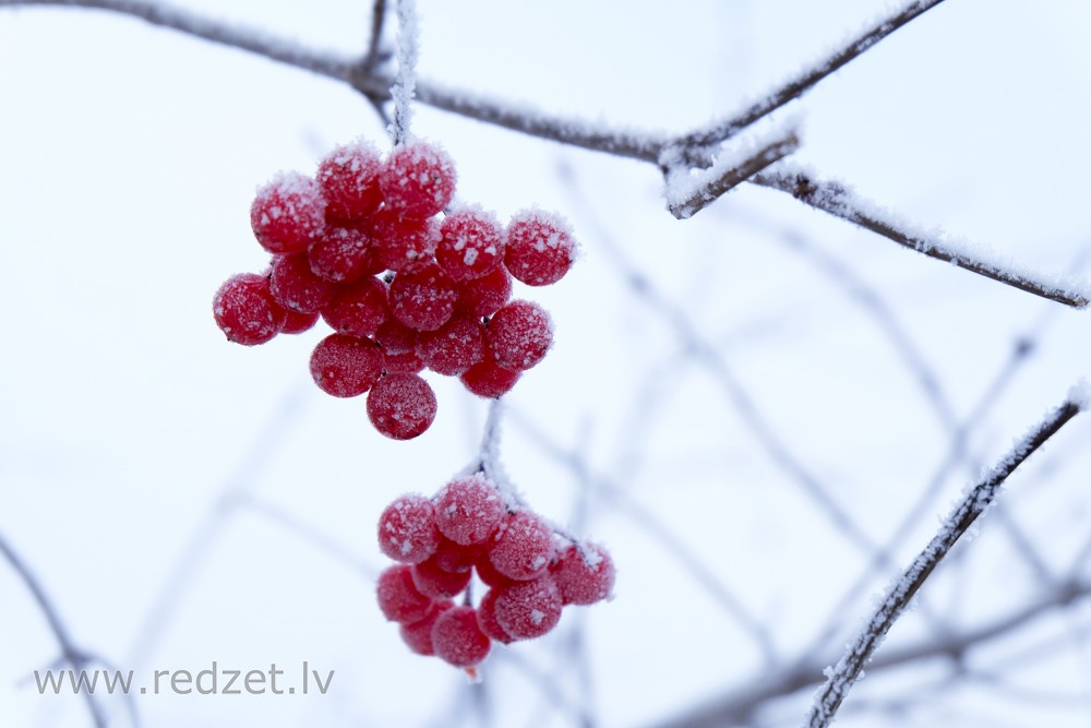 Frosted Guelder Rose Fruits