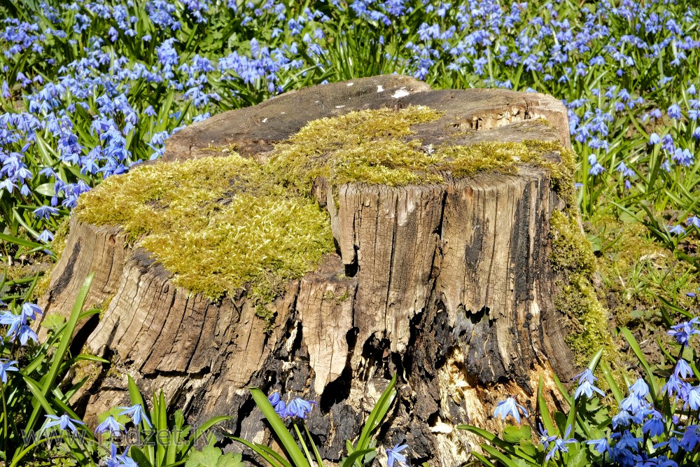 Siberian squill and Tree stump