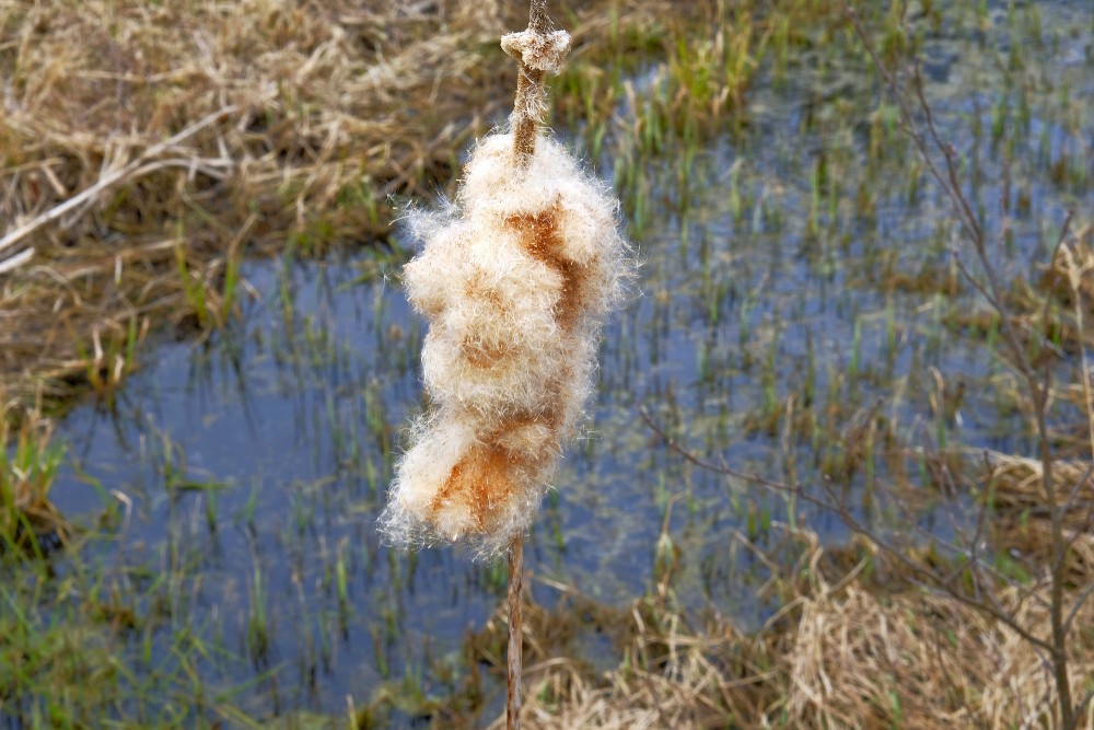 Iepriekšējā gada Vilkvālīte pavasarī