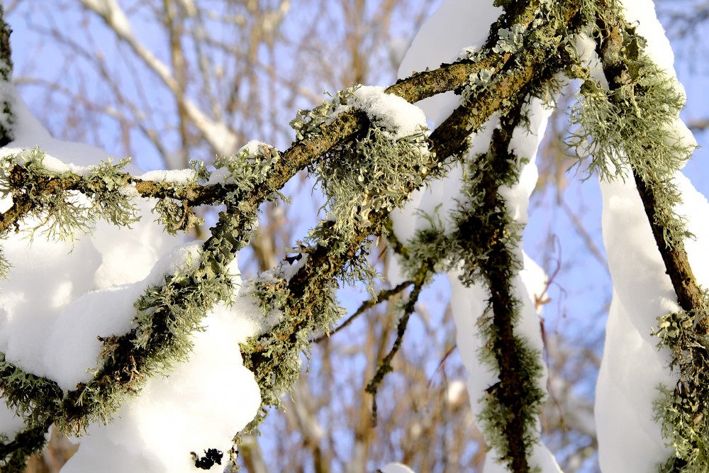 Lichens on Tree Branches in Winter