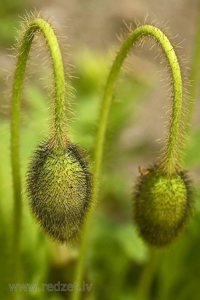 Oriental Poppy Bud