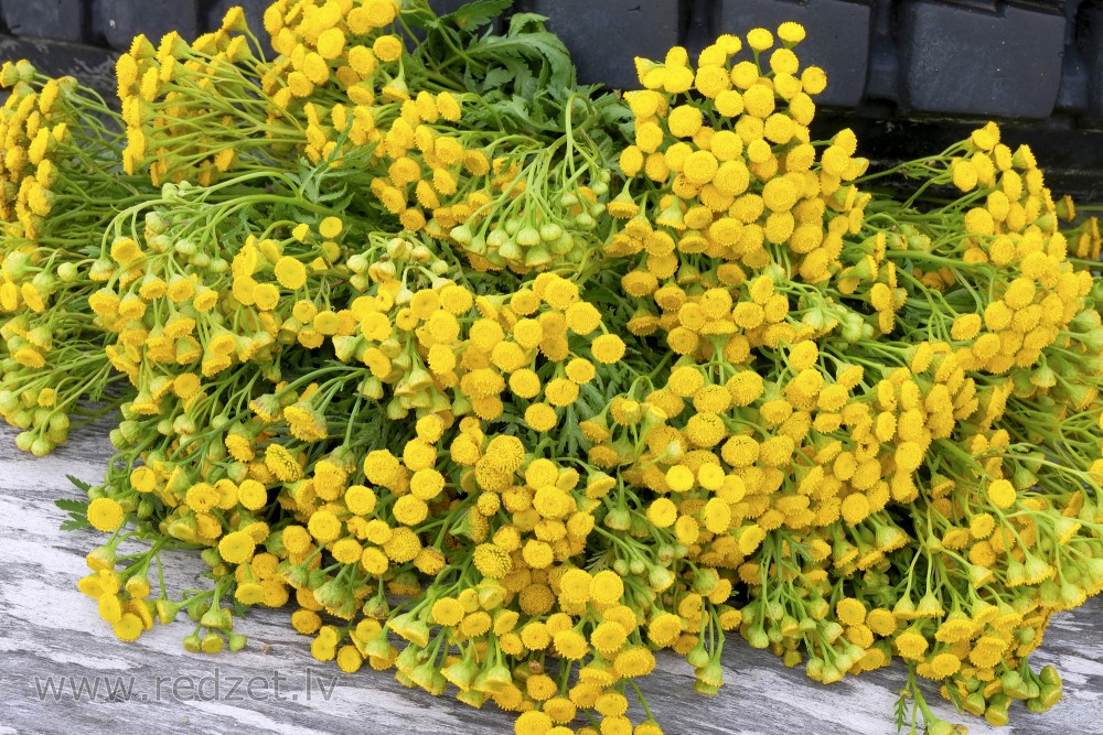 Tansy bouquet