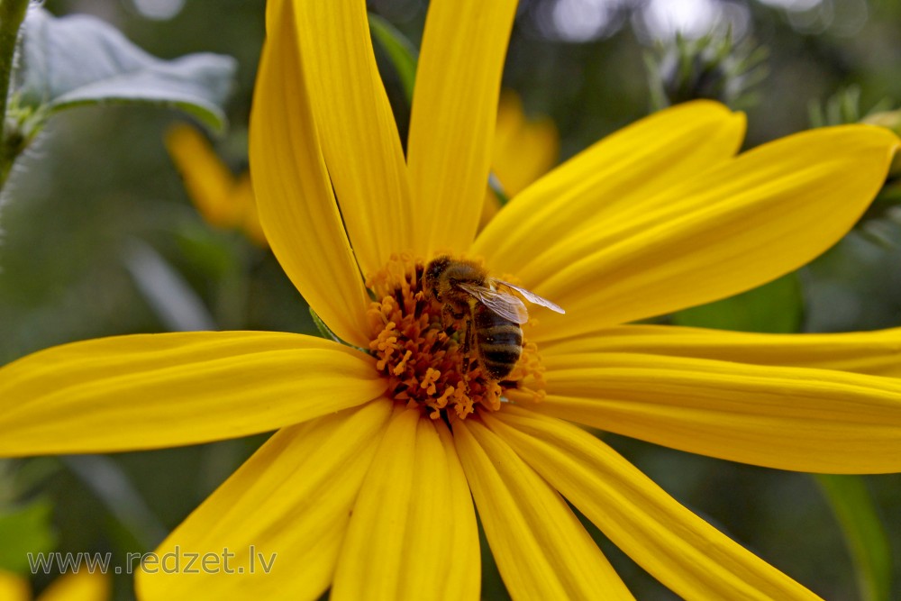 Bite topinambūra ziedā