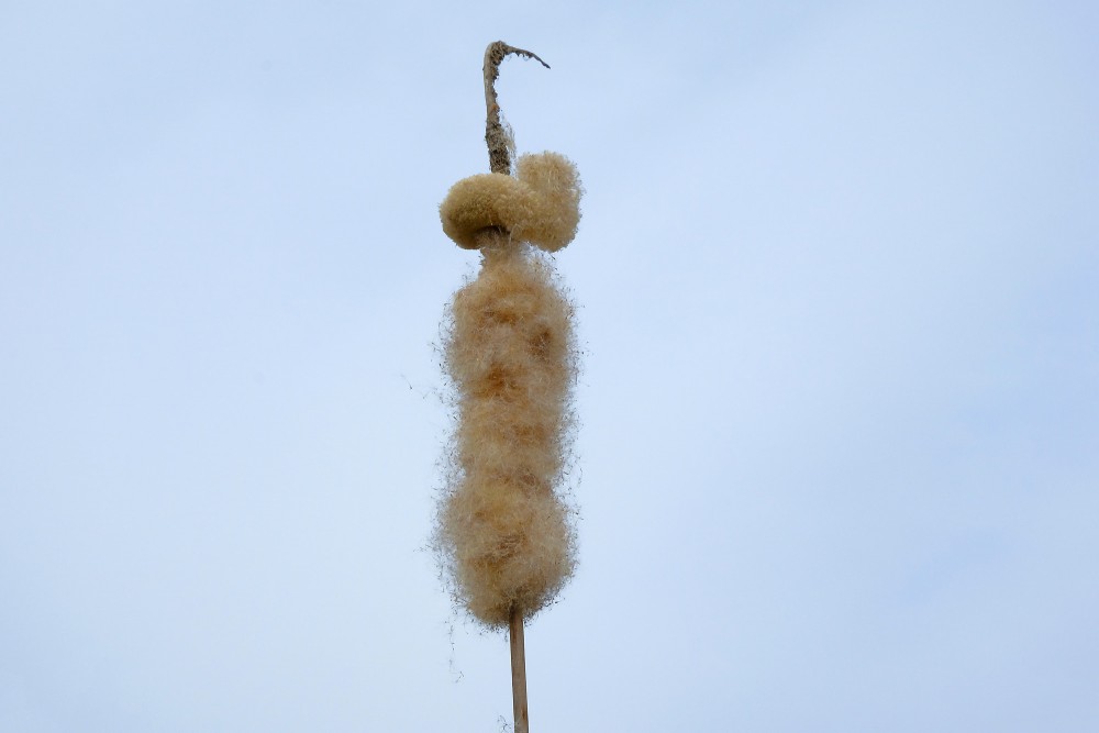 Iepriekšējā gada Vilkvālīte pavasarī