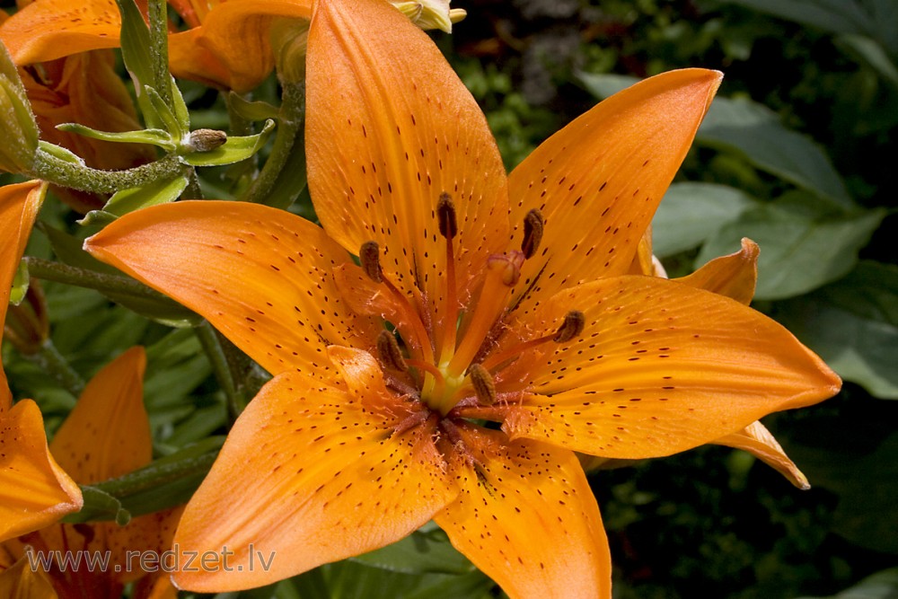 Lily flowers