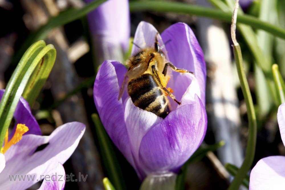 Honey bee in a Crocus Flower