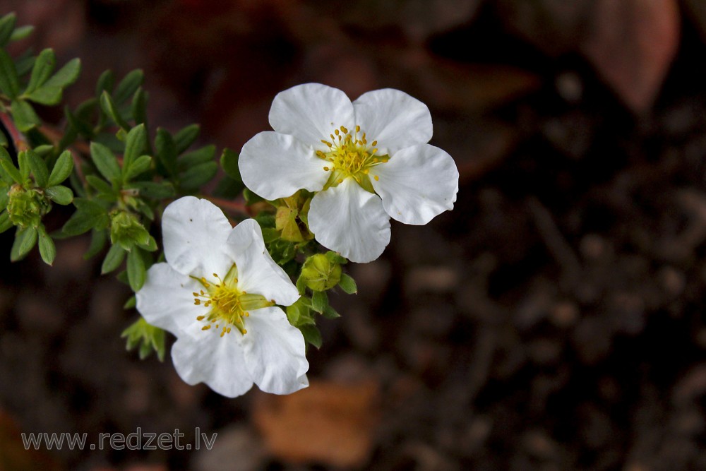 Shrubby cinquefoil