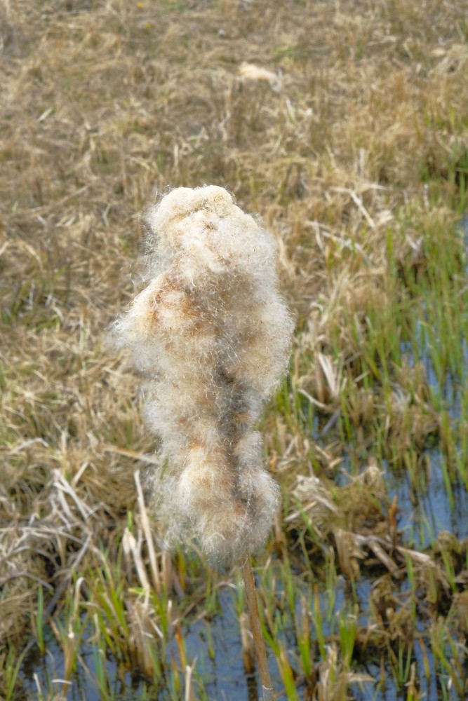 Iepriekšējā gada Vilkvālīte pavasarī