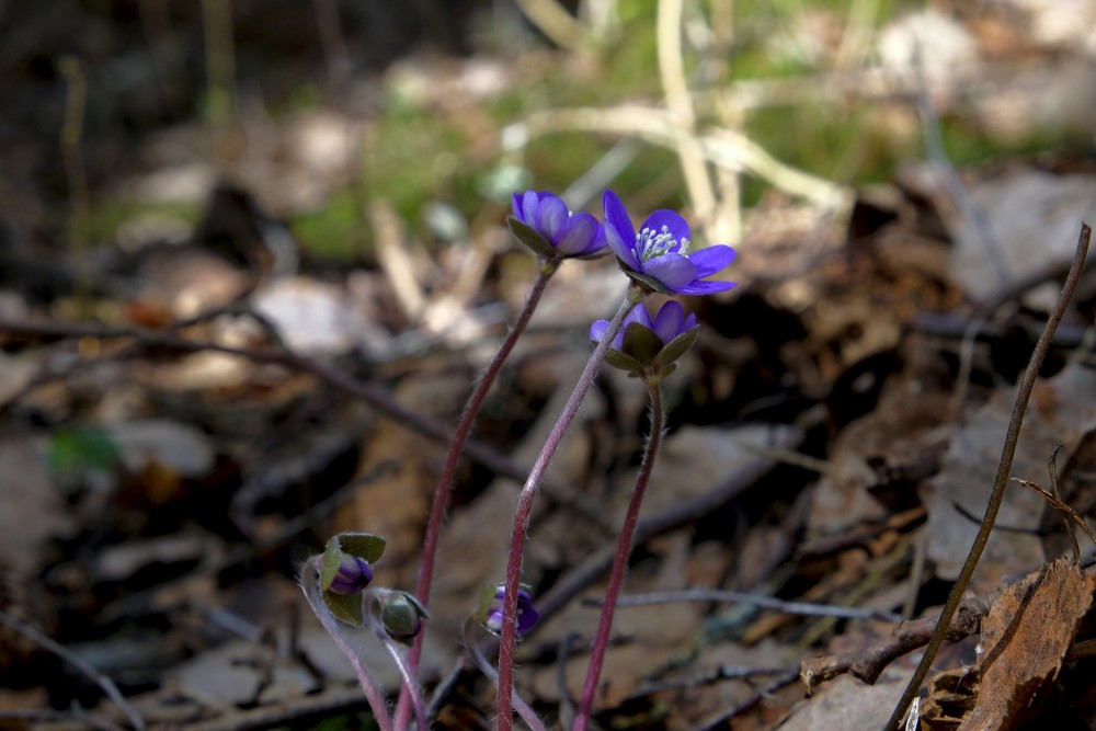 Kidneywort