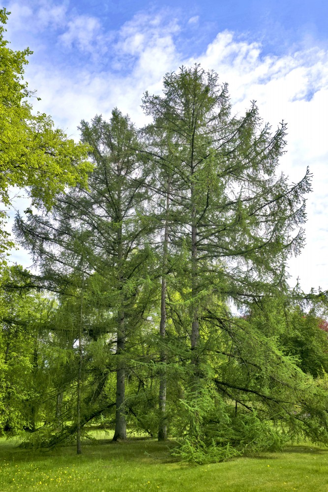 Slender larch trees in the manor park of Doles sala nature park
