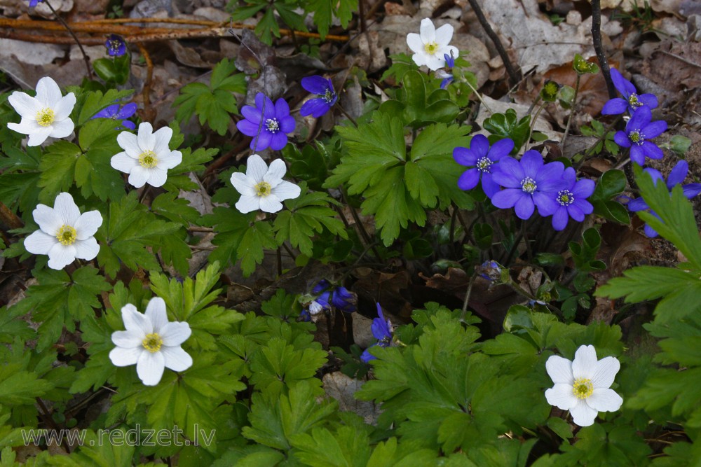 Early spring wildflowers