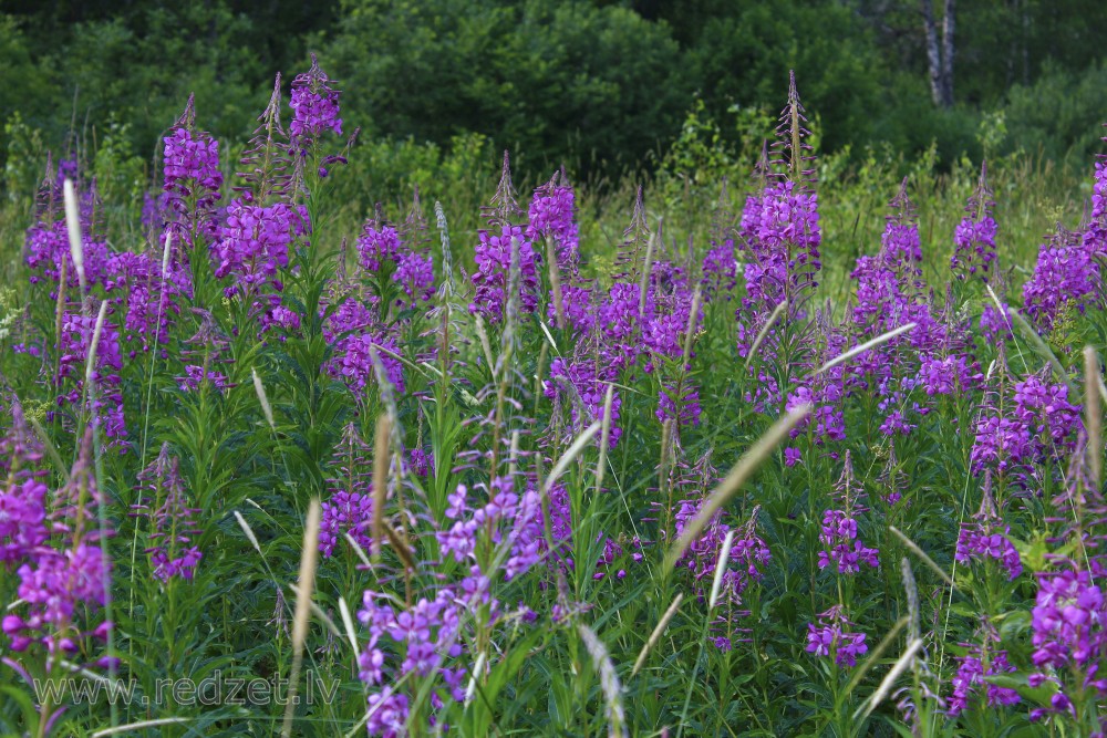 Fireweed