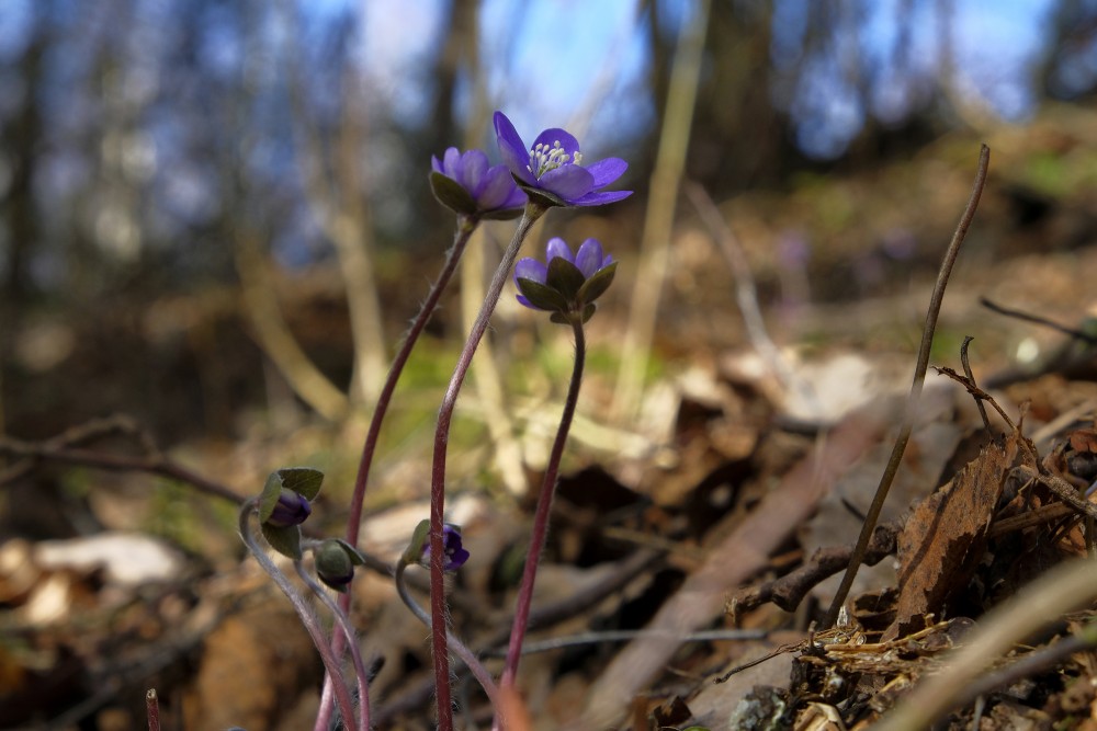 Kidneywort