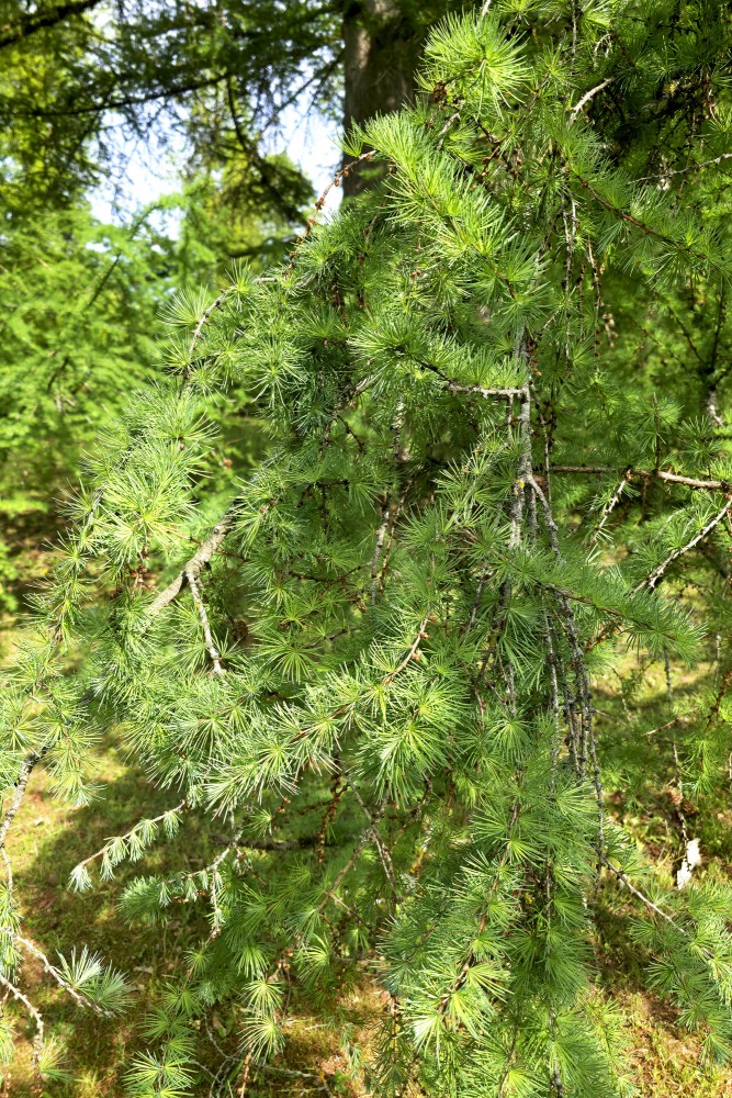 Close-up of a larch branch and needles in spring at Doles sala nature park