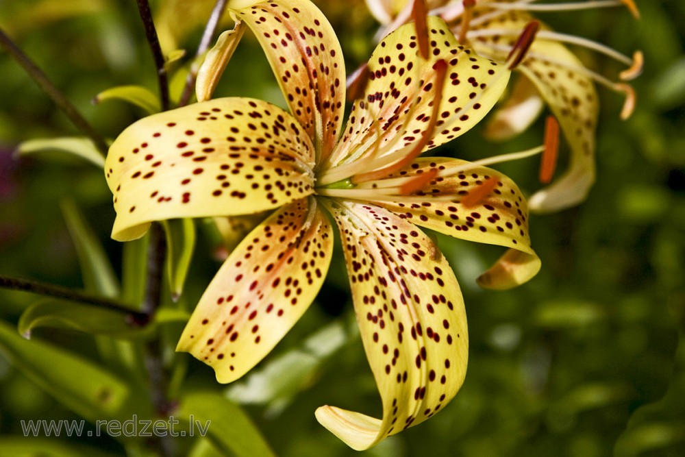 Tiger Lily