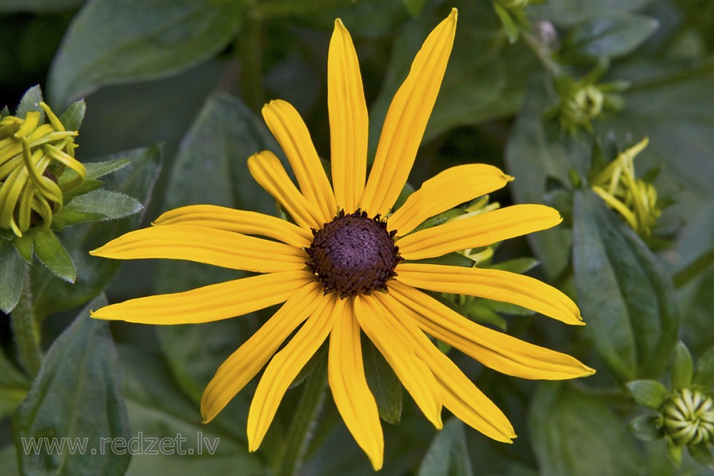Krāšņā rudbekija