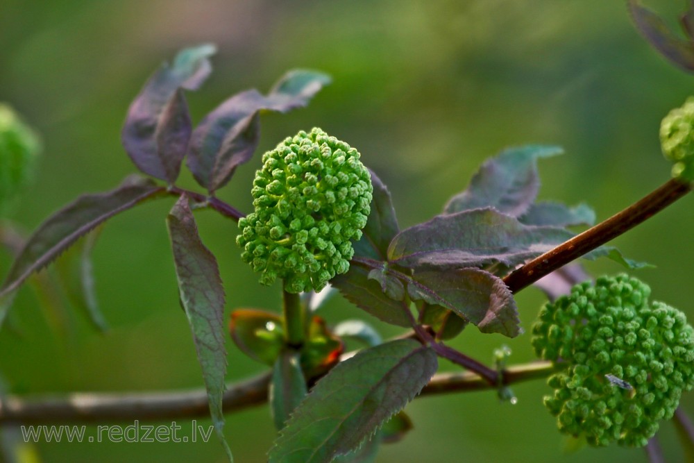 Red elderberry