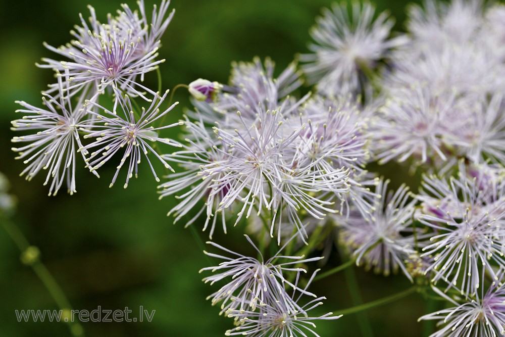 Ozolīšu saulkrēsliņš Ozolīšu saulkrēsliņš