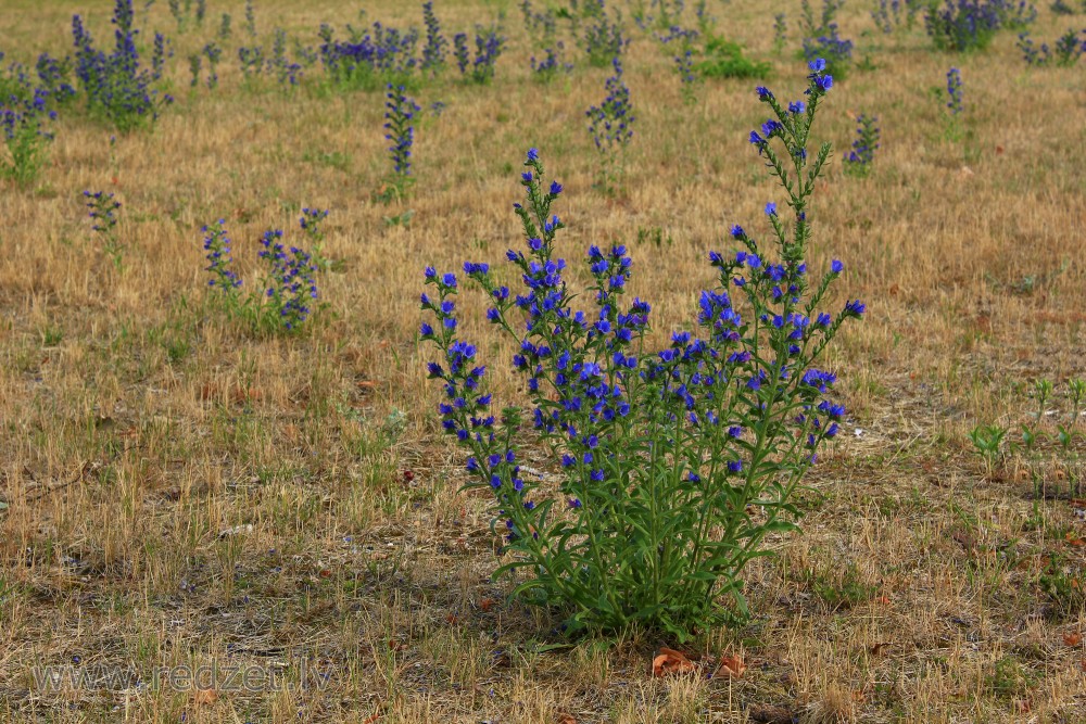 Viper's bugloss (blueweed)