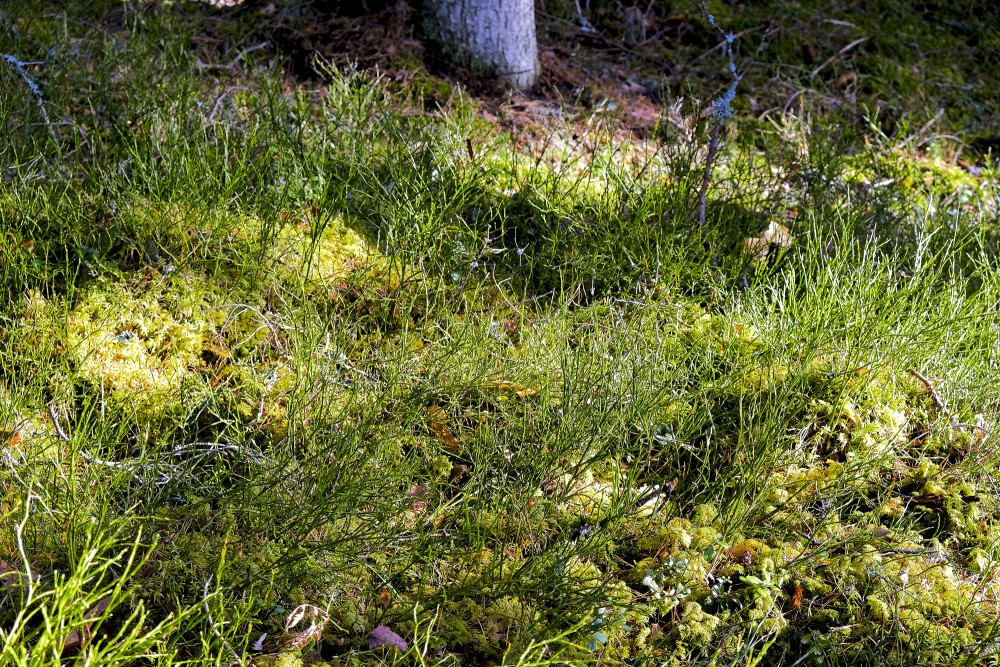 Melleņu mētras pavasarī