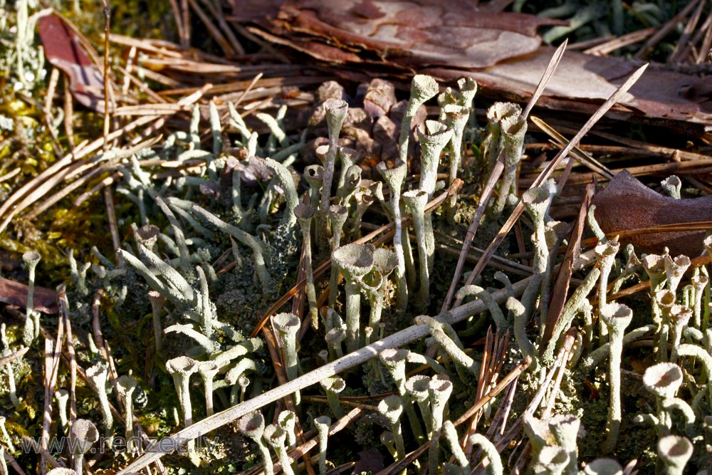 Tumšzaļā kladonija (Cladonia chlorophaea)