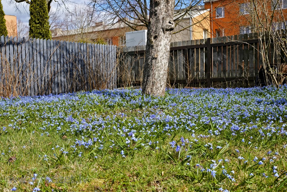 Siberian squill