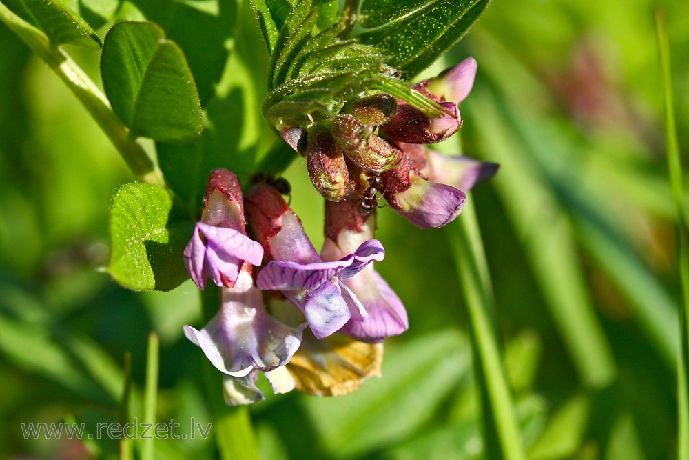 Dedestiņa Dedestiņa