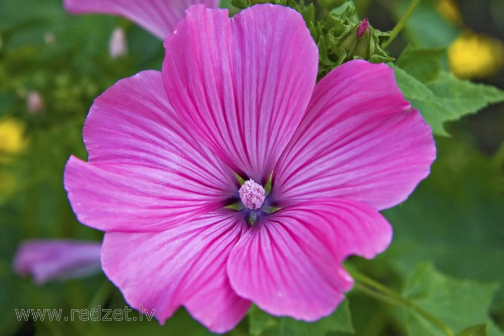 Trīsmēnešu lavatera