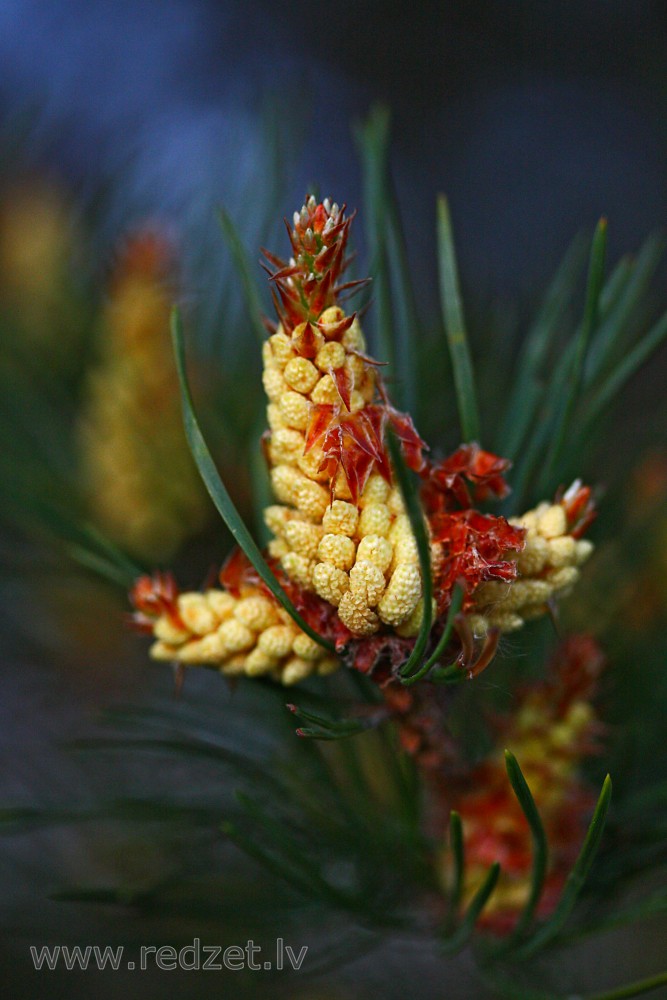 Priežu vīrišķie čiekuri