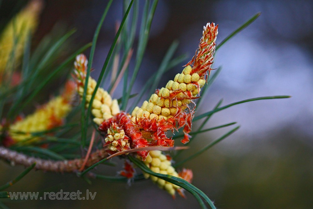 Priežu vīrišķie čiekuri