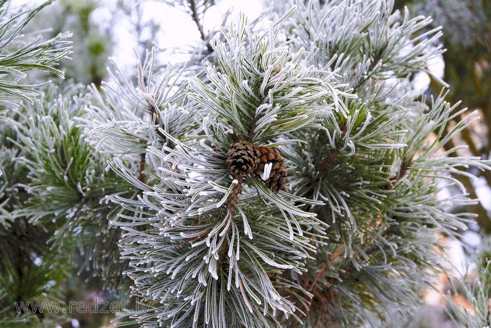 Frosted Dwarf Mountainpine Branch with Cones