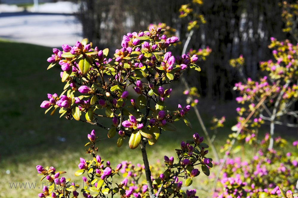 Ledebūra rododendrs